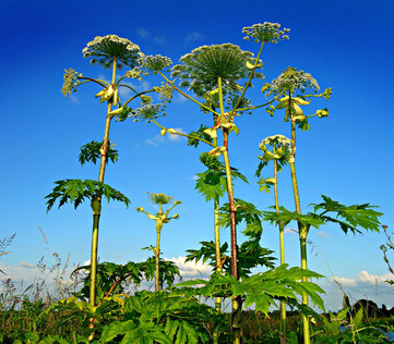 Allergien im Garten