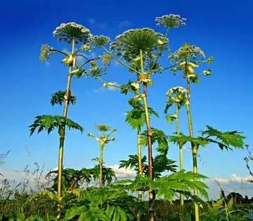 Allergien im Garten